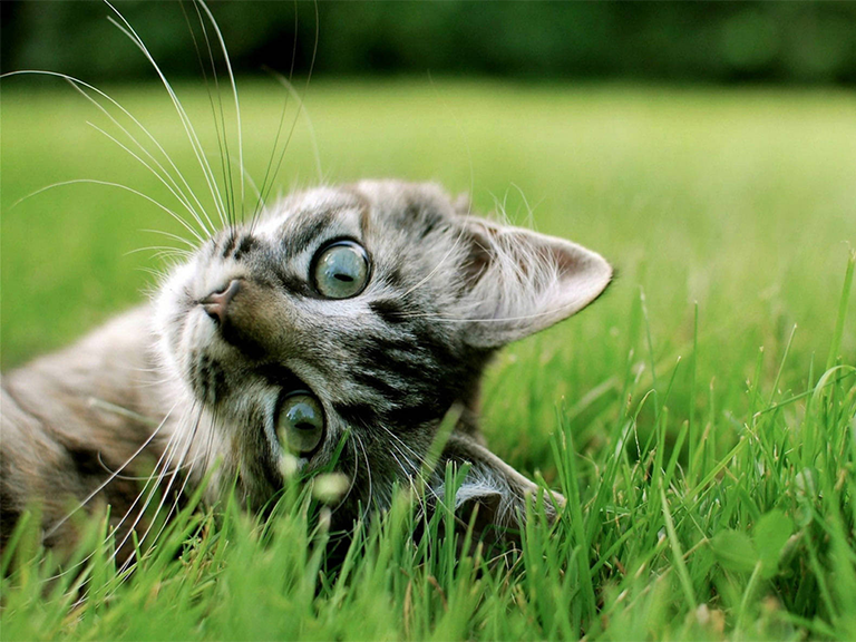 Domaća Mačka Na Zelenoj Travi Leži Ektoparaziti